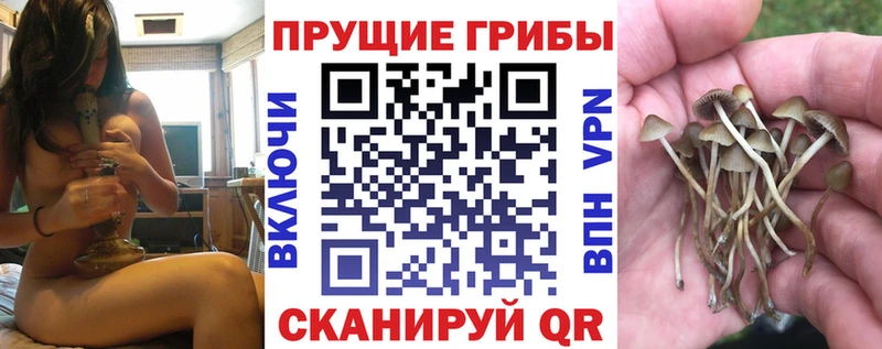 купить наркотики цена  Углегорск  blacksprut tor  Псилоцибиновые грибы Magic Shrooms 